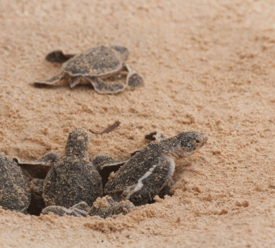 Turtle Hatchery