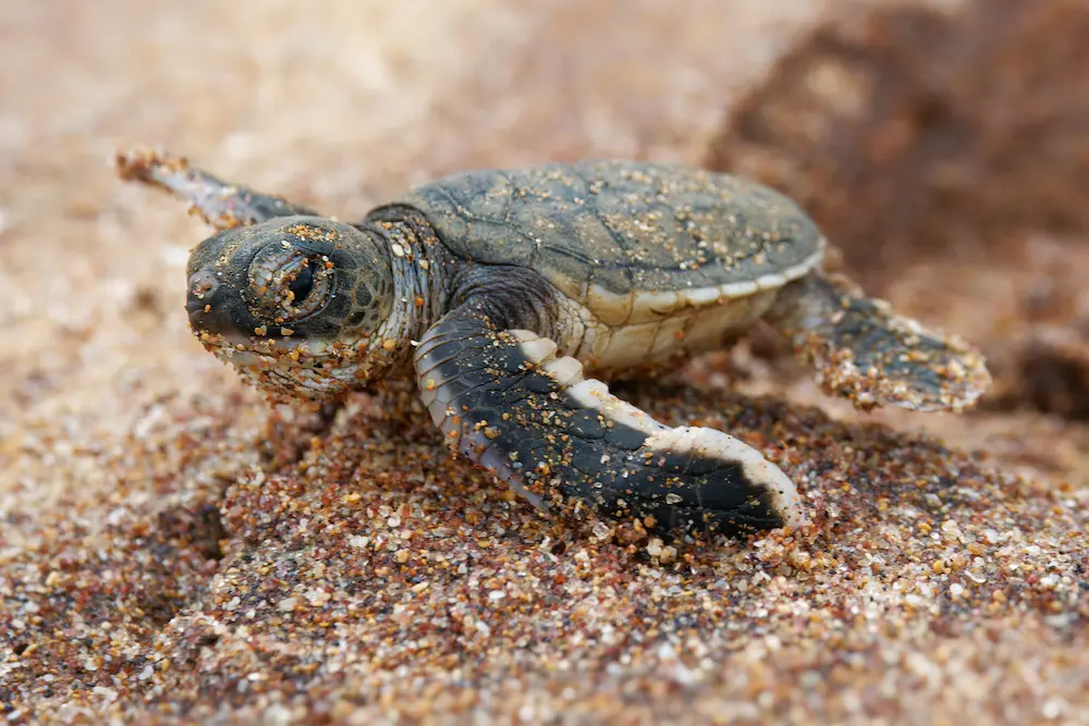 turtle-hatchery